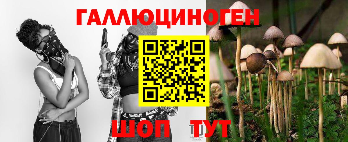 Галлюциногенные грибы Psilocybine cubensis Лениногорск